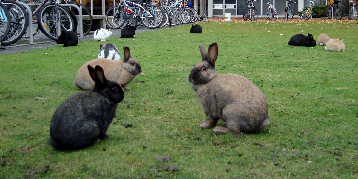 Invasive Species are the Planet's Real Immigration Problem | Inverse