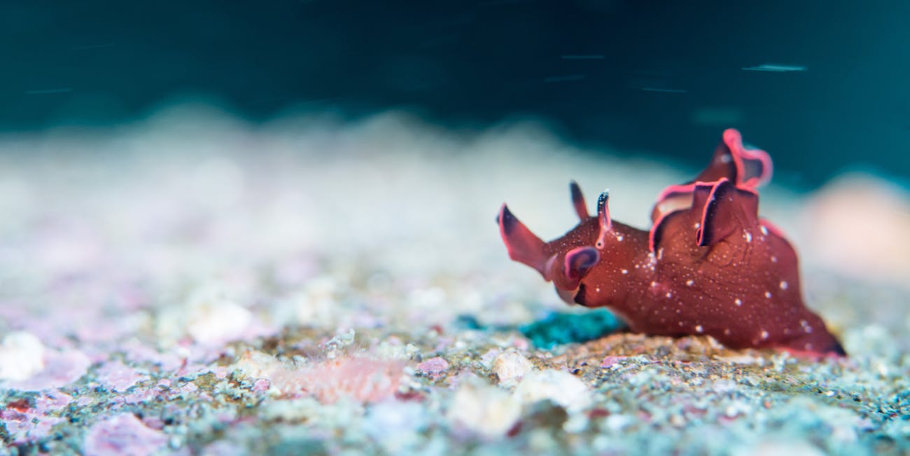 Aplysia californica
