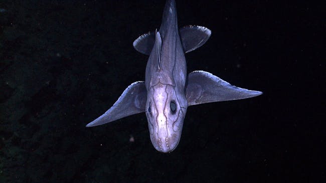 A deep-sea Chimaera. Chimaera’s are most closely related to sharks, although their evolutionary lineage branched off from sharks nearly 400 million years ago, and they have remained an isolated group ever since. Like sharks, chimaera’s are cartilaginous and have no real bones. The lateral lines running across this chimaera are mechano-receptors that detect pressure waves (just like ears). The dotted-looking lines on the frontal portion of the face (near the mouth) are ampullae de lorenzini and they detect perturbations in electrical fields generated by living organisms.