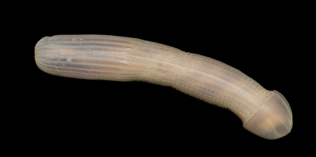 The Peanut Worm Is Science's Most Awkward Recent Discovery Inverse
