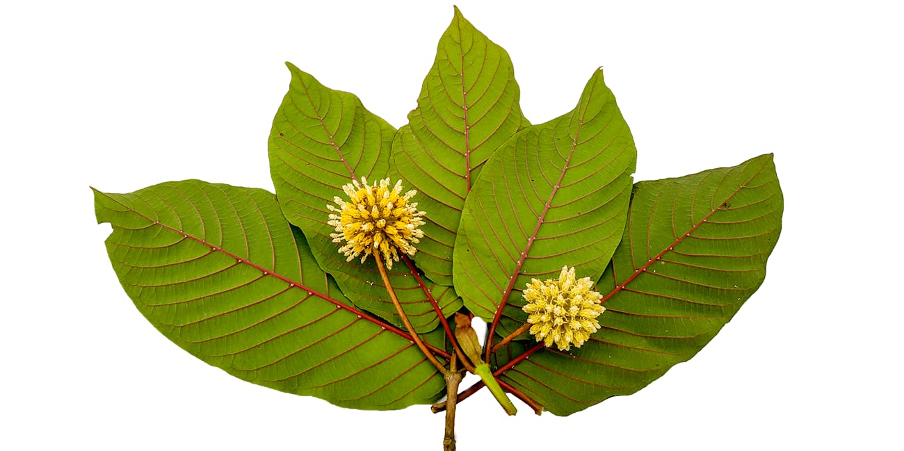 Kratom leaves