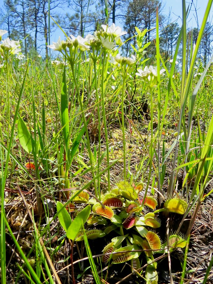 When we think of the Venus flytrap, we usually think about the traps. But now researchers are focusing on the plant's flowers.