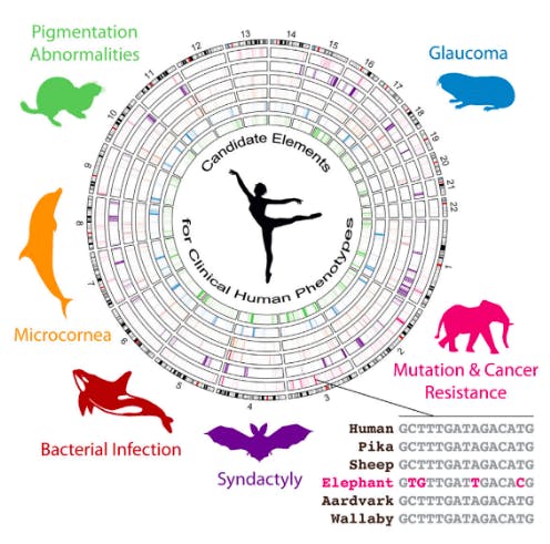 human genome, animals