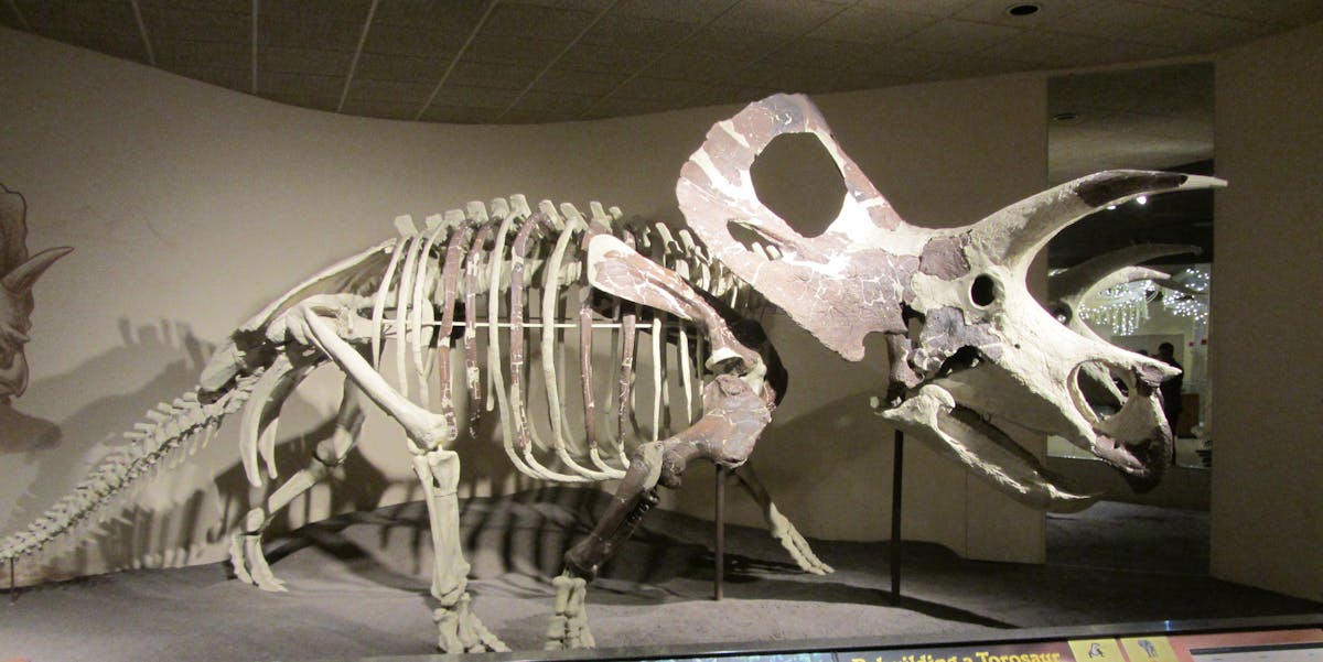 Rare Torosaurus Skeleton Mistaken for More Common Triceratops | Inverse