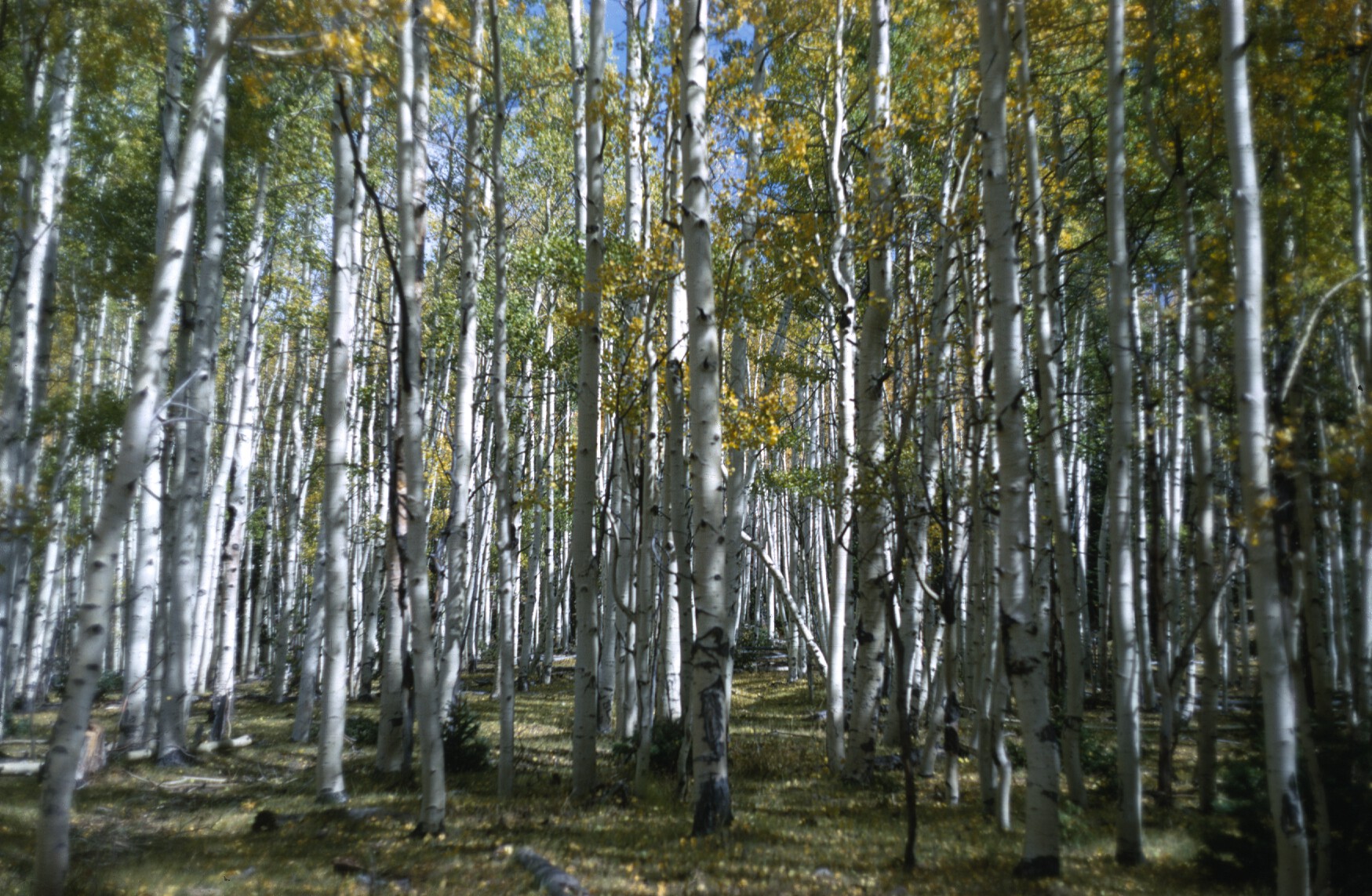 Pando Utah's Giant Aspen Clone Is Dying, Scientists Report Inverse