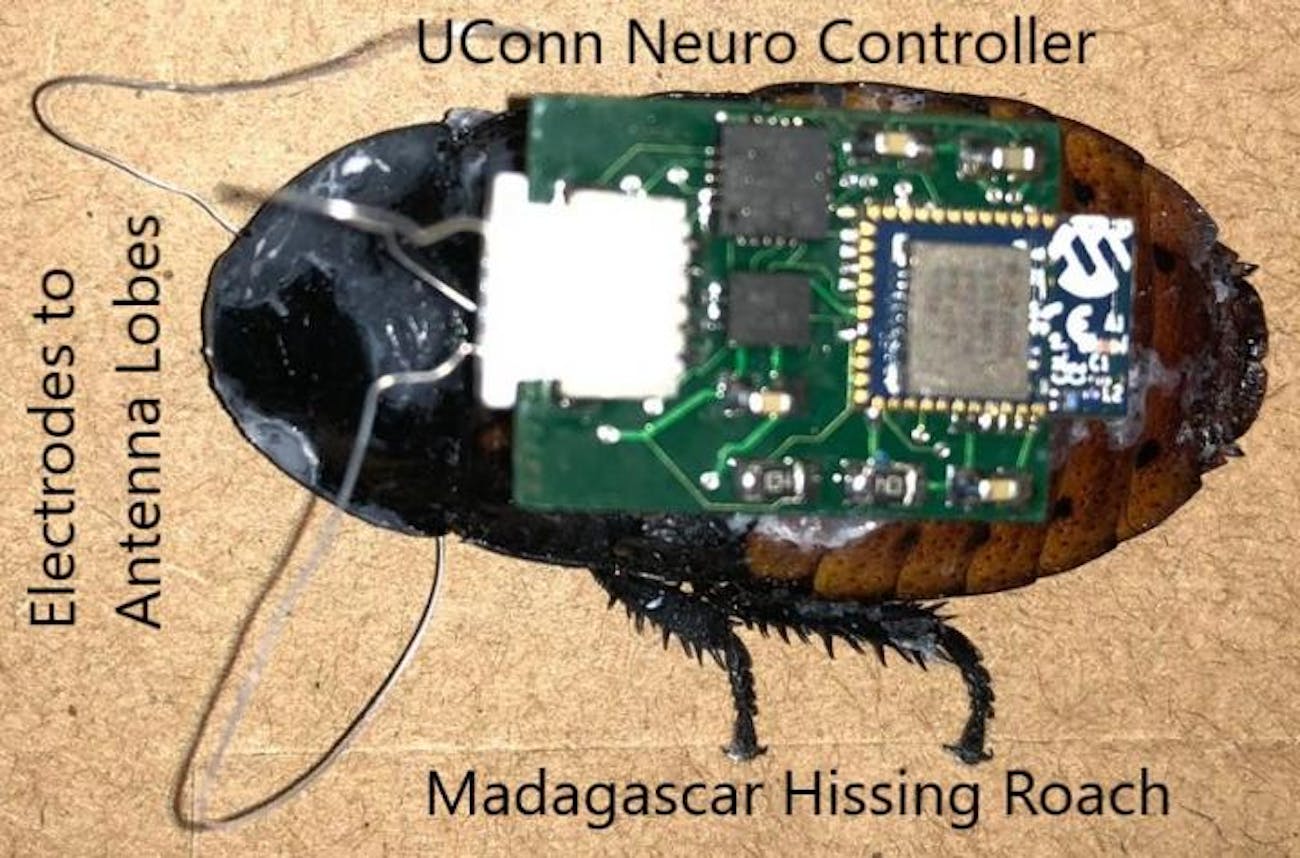 Bats Roaches And Other Critters Are Teaching Robots How To Robots Roaches