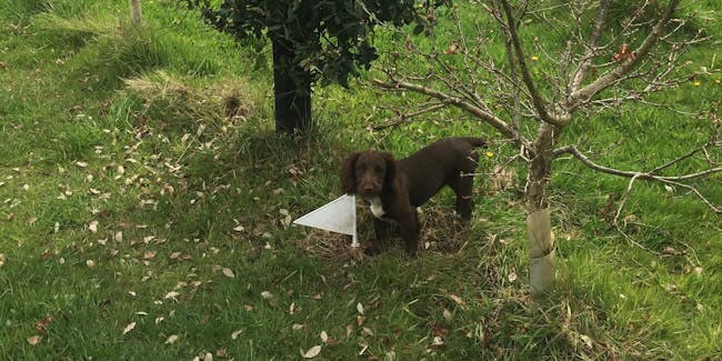 truffle pupper