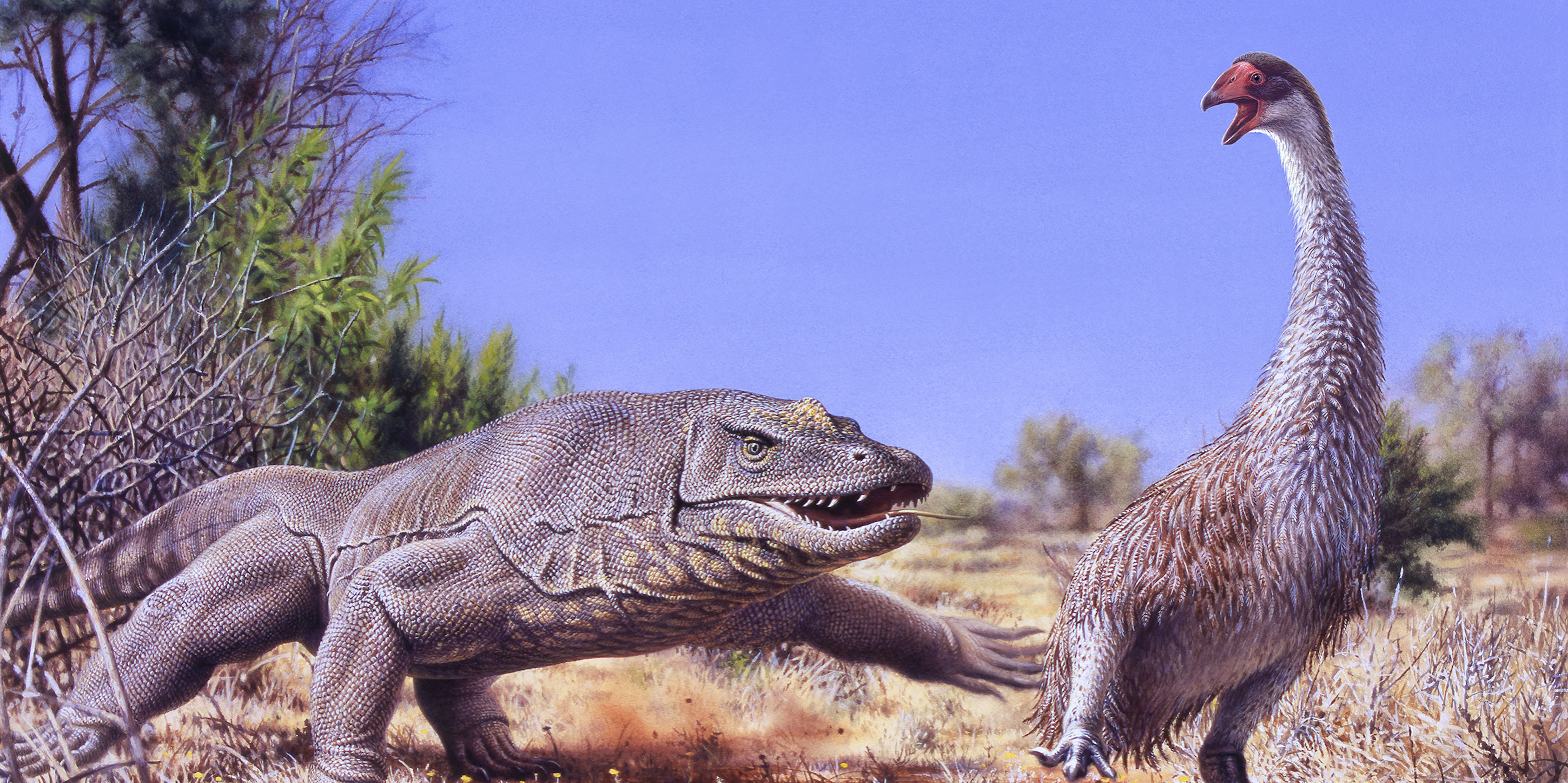  An illustration of Genyornis newtoni, an extinct Australian bird that resembled a goose, being chased by a monitor lizard.