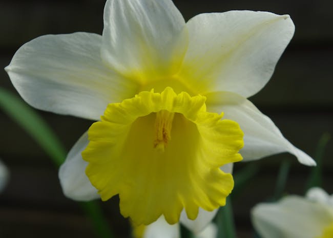 18-162 Daffodil