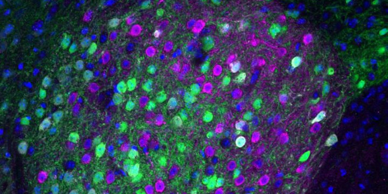 mouse neurons