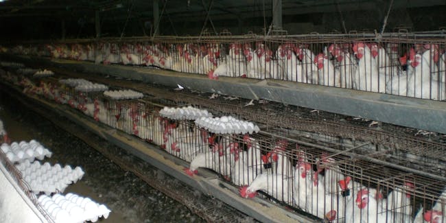 Industrial battery chicken farm.
